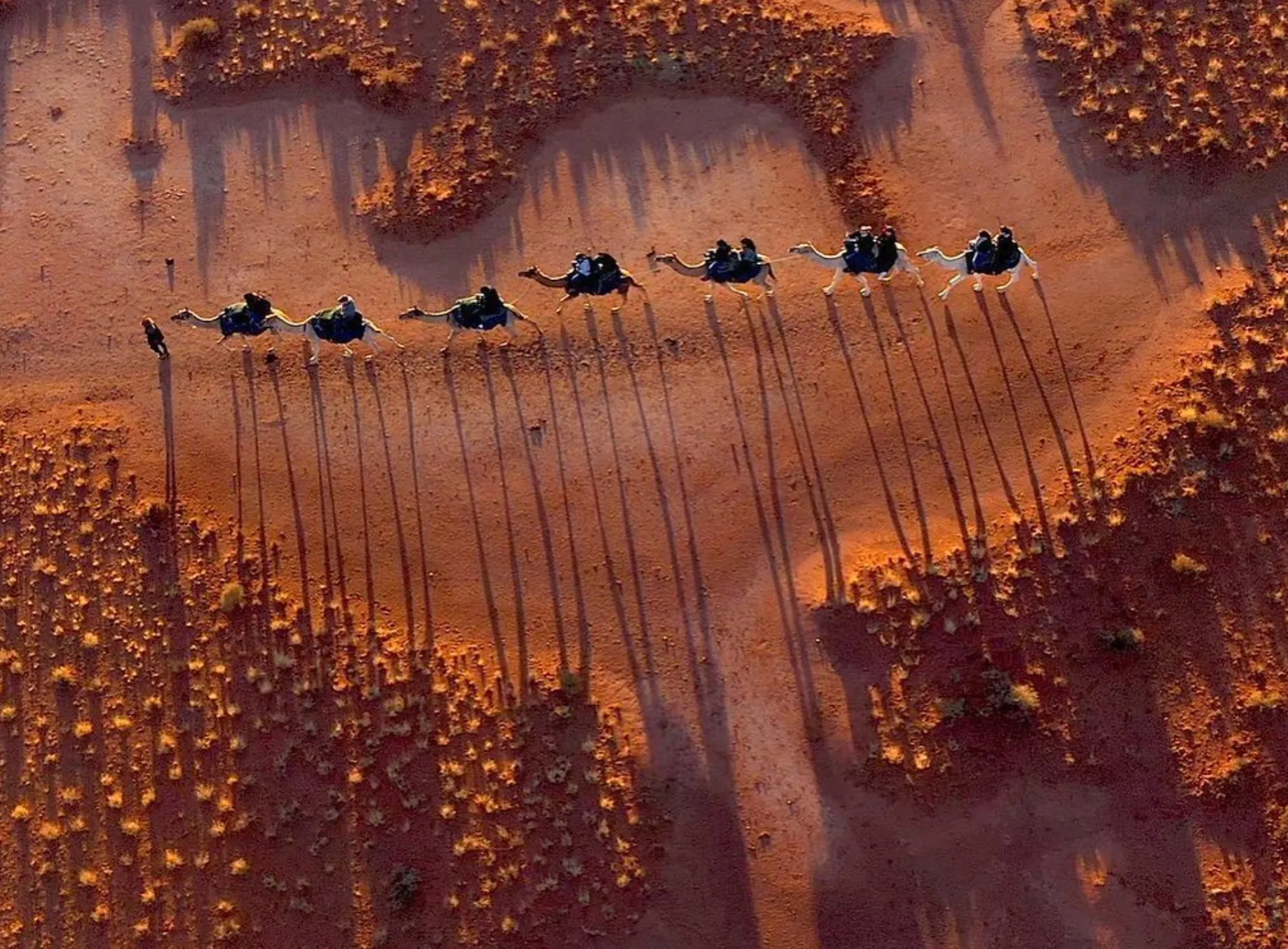 Camel Rides in Alice Springs