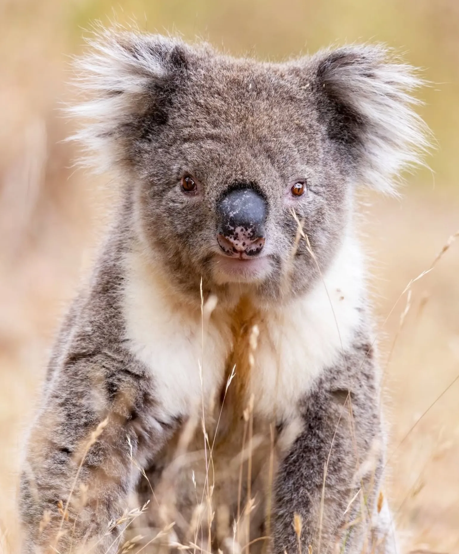 Tower Hill Wildlife Reserve